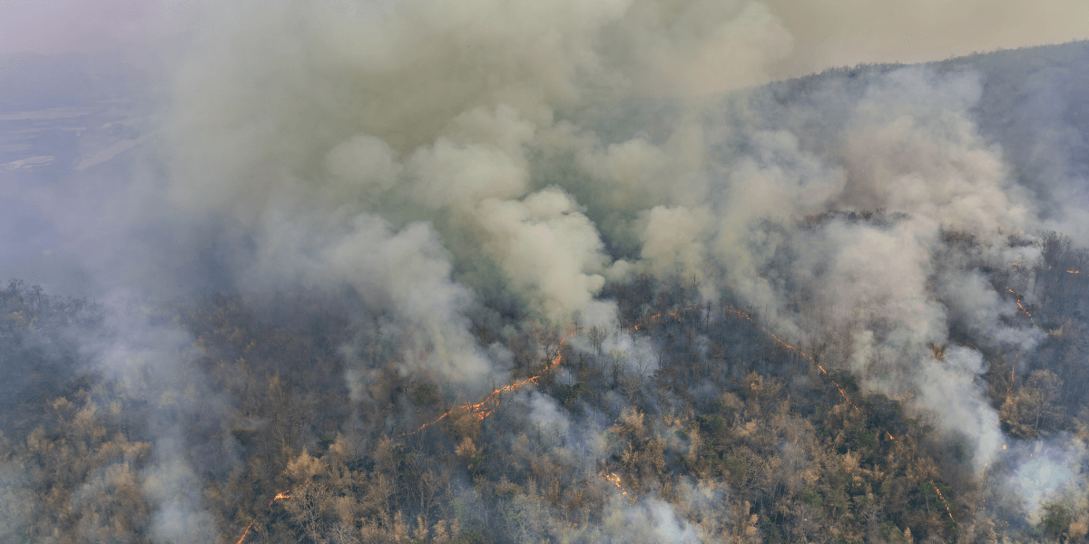 Aerial view of an active wildfire with smoke rising above a burning forest.
