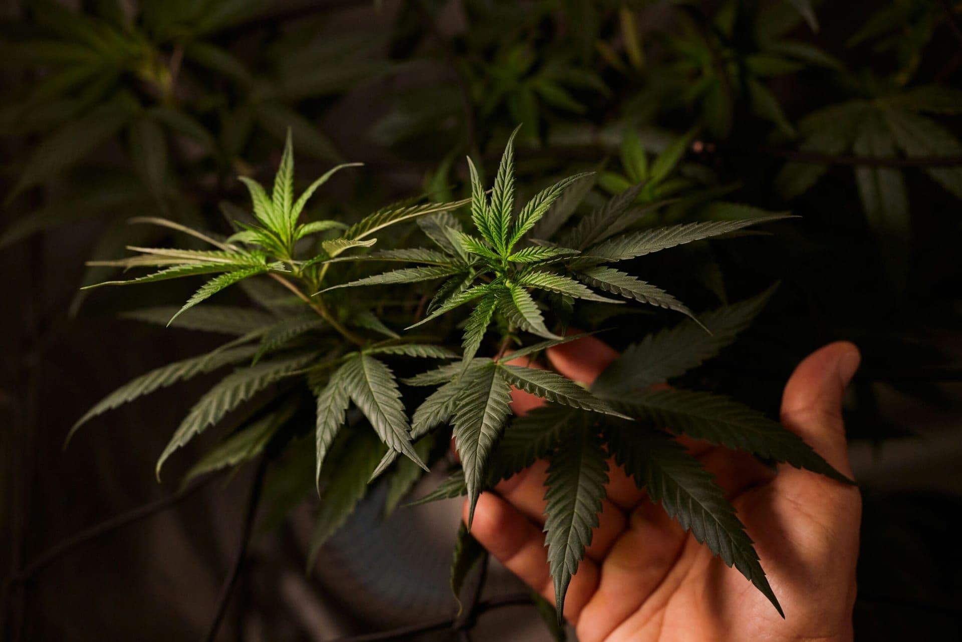 Minnesota Legalizes Recreational Marijuana, Marking a Major Policy Shift