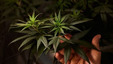 Minnesota Legalizes Recreational Marijuana, Marking a Major Policy Shift